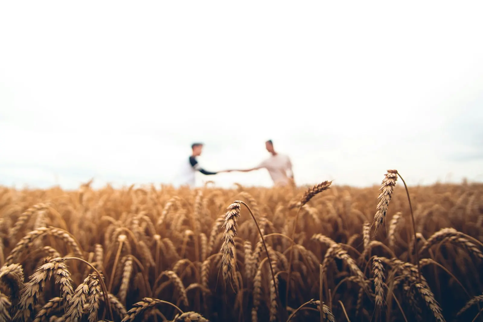 Farmer working in a golden wheat field