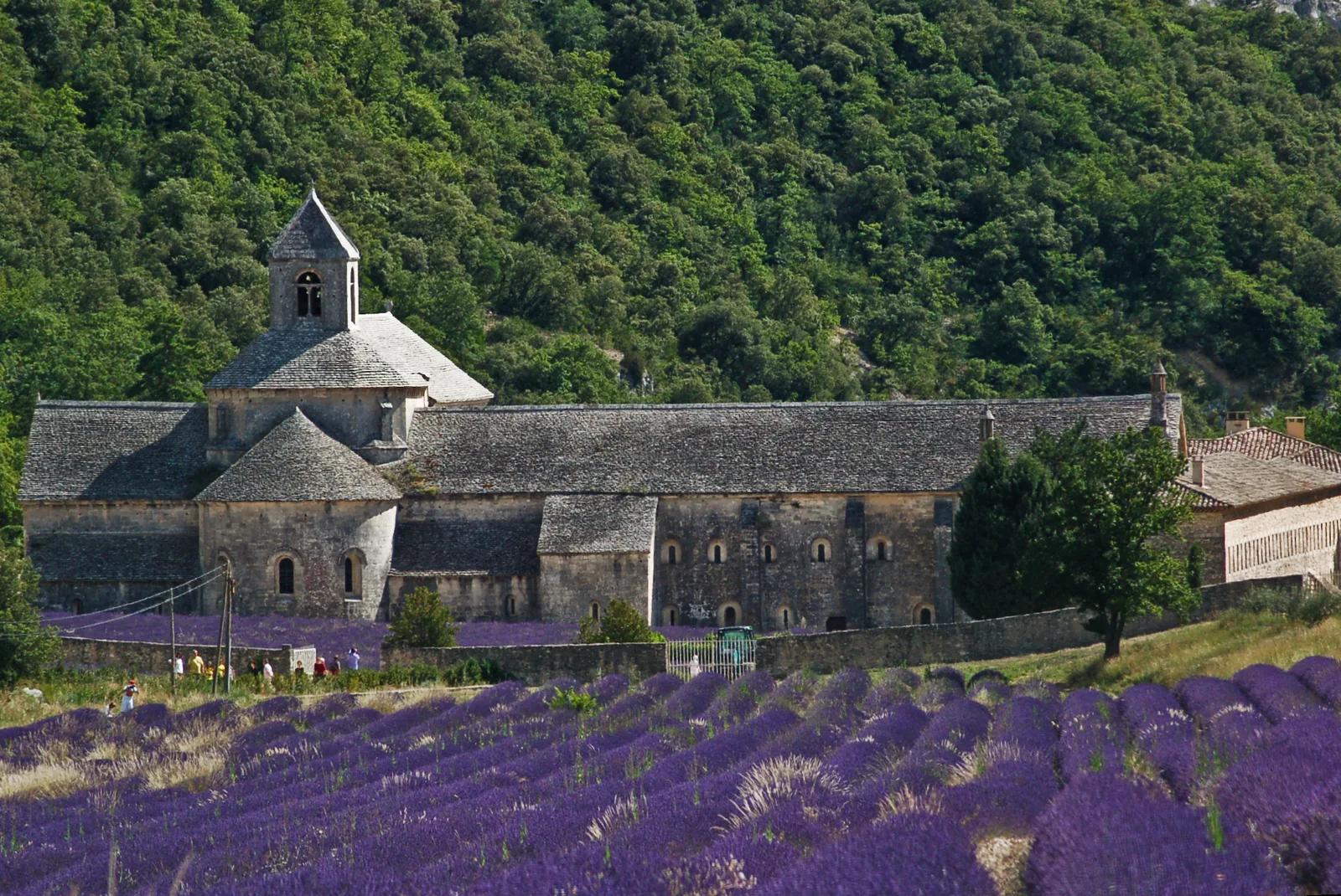 Sénanque Abbey and lavender fields in Provence