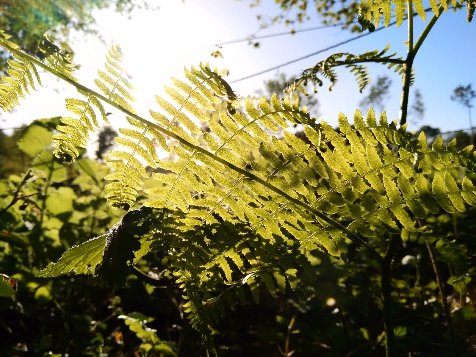 Ferns beside La Vélodyssée between La Chapelle-sur-Erdre and Sucé-sur-Erdre, April 2018